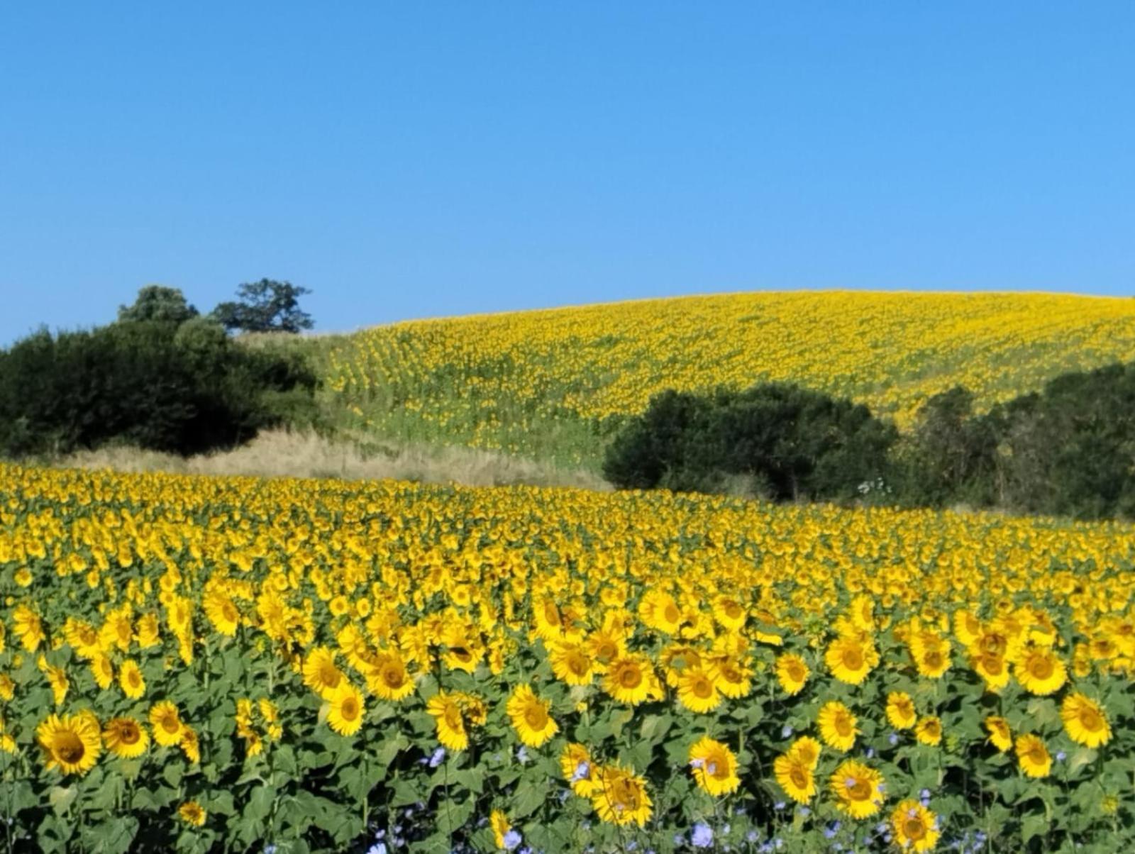 Farm stay Da Remo *